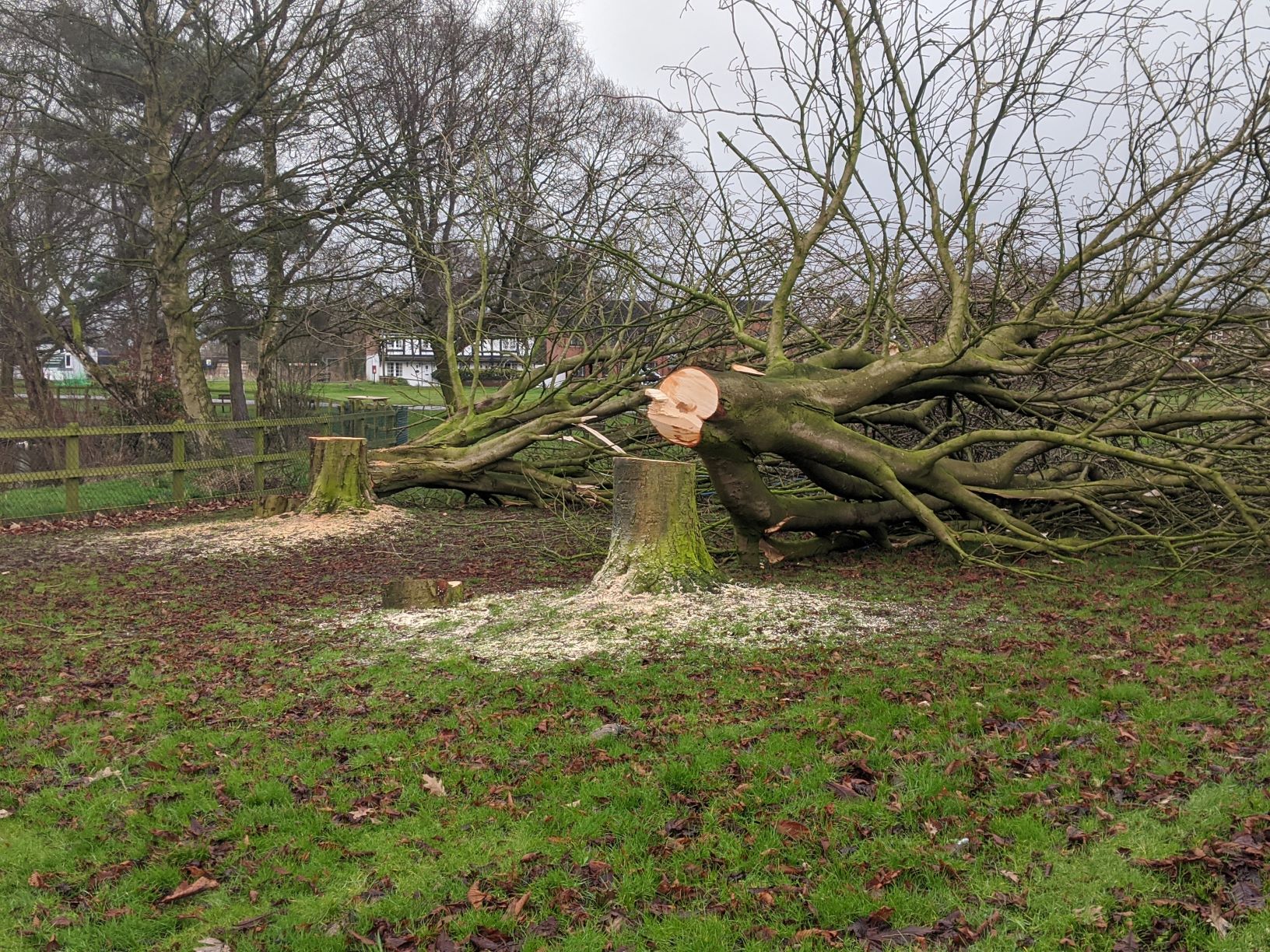 The trees were felled...
